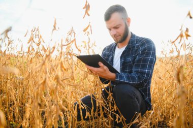 Soya tarlasında tarımcı çiftçi ekinleri kontrol ediyor. Organik gıda üretimi ve yetiştirilmesi.