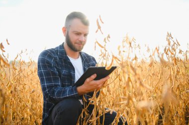 Soya tarlasında tarımcı çiftçi ekinleri kontrol ediyor. Organik gıda üretimi ve yetiştirilmesi.