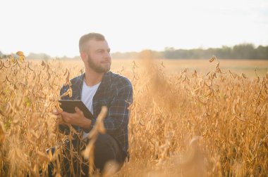 Soya tarlasında tarımcı çiftçi ekinleri kontrol ediyor. Organik gıda üretimi ve yetiştirilmesi.