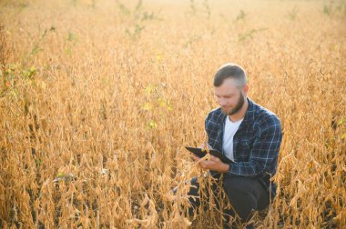 Genç ve yakışıklı bir çiftçi ya da tarım uzmanı hasat etmeden önce tarlada olgunlaşan soya fasulyelerini inceliyor..