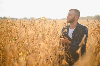 Agronomist tarlada yetişen soya fasulyesi ekinlerini inceliyor. Tarım üretim konsepti. Genç tarımcı tarlada soya fasulyesi mahsulünü inceliyor. Soya tarlasında çiftçi