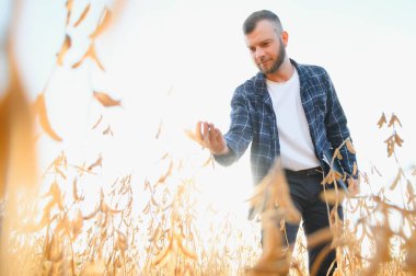 Agronomist tarlada yetişen soya fasulyesi ekinlerini inceliyor. Tarım üretim konsepti. Genç tarımcı tarlada soya fasulyesi mahsulünü inceliyor. Soya tarlasında çiftçi