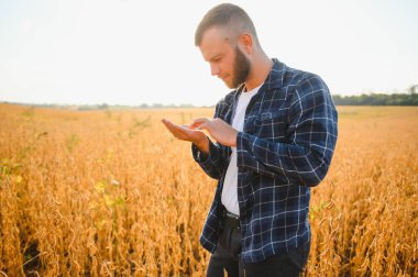 Agronomist tarlada yetişen soya fasulyesi ekinlerini inceliyor. Tarım üretim konsepti. Genç tarımcı tarlada soya fasulyesi mahsulünü inceliyor. Soya tarlasında çiftçi