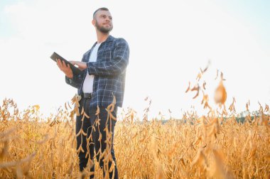 Soya tarlasında tarımcı çiftçi ekinleri kontrol ediyor. Organik gıda üretimi ve yetiştirilmesi.