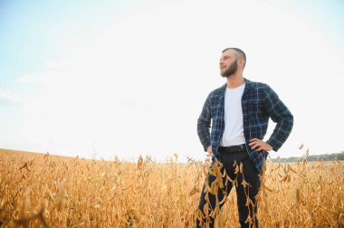 Soya tarlasında tarımcı çiftçi ekinleri kontrol ediyor. Organik gıda üretimi ve yetiştirilmesi.