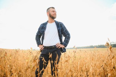 Soya tarlasında tarımcı çiftçi ekinleri kontrol ediyor. Organik gıda üretimi ve yetiştirilmesi.