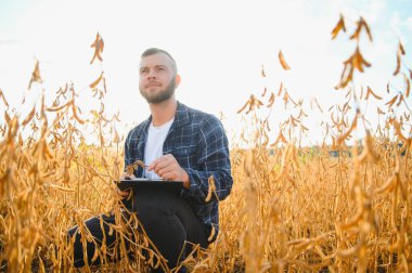 Agronomist tarlada yetişen soya fasulyesi ekinlerini inceliyor. Tarım üretim konsepti. Genç tarımcı tarlada soya fasulyesi mahsulünü inceliyor. Soya tarlasında çiftçi