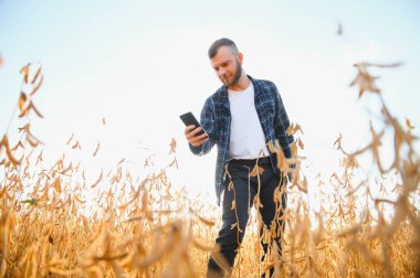 Soya tarlasında tarımcı çiftçi ekinleri kontrol ediyor. Organik gıda üretimi ve yetiştirilmesi.