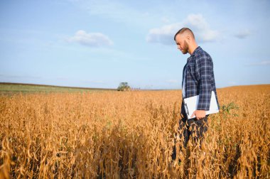 Agronomist tarım tarlasında soya fasulyesi hasadını teftiş ediyor - tarım kavramı - çiftlik soya fasulyesi tarlasında çiftçi.