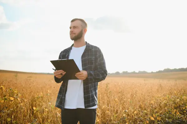 Soya tarlasında tarımcı çiftçi ekinleri kontrol ediyor. Organik gıda üretimi ve yetiştirilmesi.