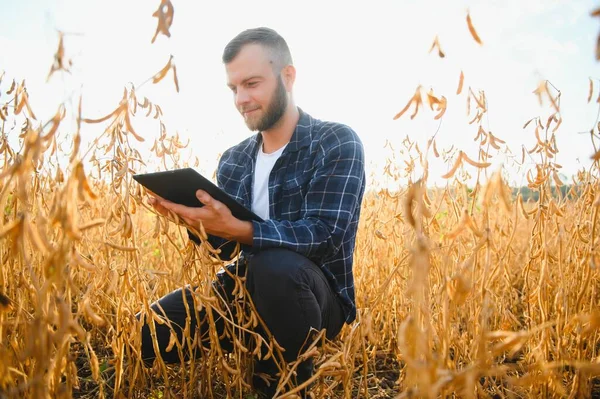 Genç tarımcı soya tarlasında tablet dokunmatik ped bilgisayarını tutuyor ve hasat etmeden önce ekinleri inceliyor. Tarım sektörü konsepti. Soya tarlasında elinde tabletle duran tarım mühendisi.