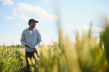 Çiftçi büyüyen buğday tarlasında duruyor. Ekinleri ektikten sonra inceliyor..