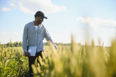 Afrikalı çiftçi büyüyen buğday tarlasında duruyor. Bitkilerin ilerlemesinden memnun..