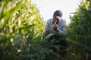 Afrikalı Amerikalı adam gün ışığında büyük buğday tarlalarını keşfeder. Siyahi tarımcılar iyi hasatla tarlada çalışmayı severler..