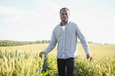 Afrikalı çiftçi büyüyen buğday tarlasında duruyor. Bitkilerin ilerlemesinden memnun..