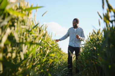 Çiftçi büyüyen buğday tarlasında duruyor. Ekinleri ektikten sonra inceliyor..