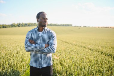 Çiftçi büyüyen buğday tarlasında duruyor. Başarılı bir tohum ektikten sonra tatmin olur..