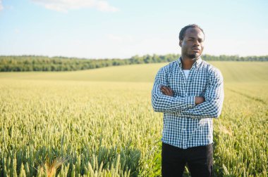 Çiftçi büyüyen buğday tarlasında duruyor. Ekinleri ektikten sonra inceliyor..