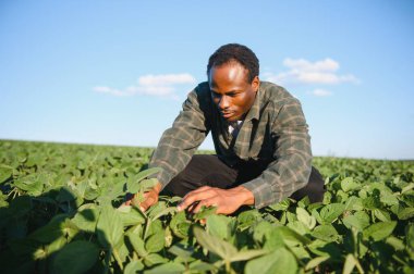 Afrika kökenli Amerikalı bir erkek çiftçi ya da tarım uzmanı gün batımında bir tarlada soya fasulyesini teftiş eder..