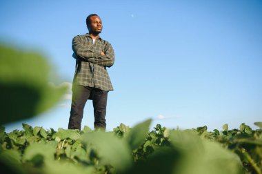 Afrika kökenli Amerikalı bir erkek çiftçi ya da tarım uzmanı gün batımında bir tarlada soya fasulyesini teftiş eder..