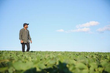 Yazın soya tarlasında Afrika kökenli Amerikalı çiftçi. Tarım kavramı.
