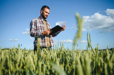 Yeşil buğday tarlasında yürüyen genç çiftçi mahsulü inceliyor..