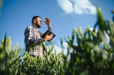 Yeşil buğday tarlasında yürüyen genç çiftçi mahsulü inceliyor..