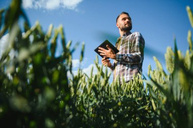 Yeşil buğday tarlasında dikilen genç çiftçi mahsulü inceliyor..