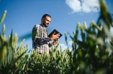 Gün batımında yeşil buğday tarlasında duran genç çiftçinin portresi.