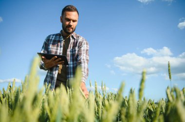 Buğday tarlasında duran çiftçinin portresi.