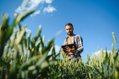 Buğday tarlasında duran çiftçinin portresi.