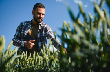 Gün batımında yeşil buğday tarlasında duran genç çiftçinin portresi.