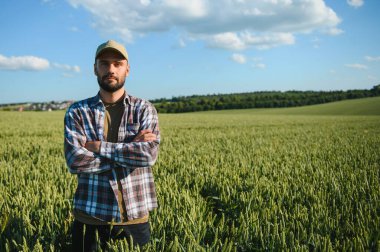 Yeşil buğday tarlasında dikilen genç çiftçi mahsulü inceliyor..