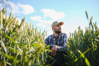 Yeşil buğday tarlasında yürüyen genç çiftçi mahsulü inceliyor..