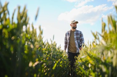 Yeşil buğday tarlasında dikilen genç çiftçi mahsulü inceliyor..