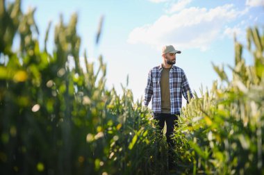 Tarım buğday tarlasında duran şapkalı mutlu çiftçi..