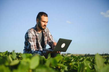 Genç yakışıklı tarım mühendisi soya fasulyesi tarlasında dizüstü bilgisayarla yaz başında çömeliyor..