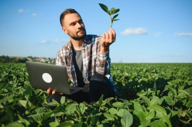 Genç yakışıklı tarım mühendisi soya fasulyesi tarlasında dizüstü bilgisayarla yaz başında çömeliyor..