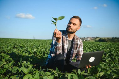 Genç yakışıklı tarım mühendisi soya fasulyesi tarlasında dizüstü bilgisayarla yaz başında çömeliyor..