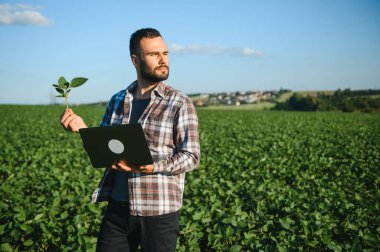 Genç yakışıklı tarım mühendisi soya fasulyesi tarlasında dizüstü bilgisayarla yaz başında çömeliyor..