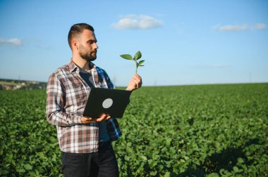 Agronomist tarlada yetişen soya fasulyesi ekinlerini inceliyor. Tarım üretim konsepti. Genç tarımcı yazın tarlada soya fasulyesi mahsulünü inceliyor. Soya tarlasında çiftçi.