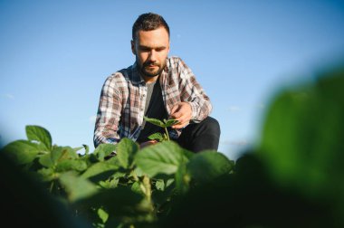 Agronomist tarlada yetişen soya fasulyesi ekinlerini inceliyor. Tarım üretim konsepti. Genç tarımcı yazın tarlada soya fasulyesi mahsulünü inceliyor. Soya tarlasında çiftçi.
