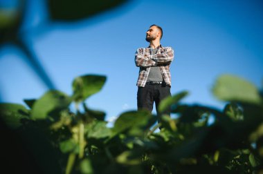 Agronomist tarlada yetişen soya fasulyesi ekinlerini inceliyor. Tarım üretim konsepti. Genç tarımcı yazın tarlada soya fasulyesi mahsulünü inceliyor. Soya tarlasında çiftçi.