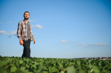 Agronomist tarlada yetişen soya fasulyesi ekinlerini inceliyor. Tarım üretim konsepti. Genç tarımcı yazın tarlada soya fasulyesi mahsulünü inceliyor. Soya tarlasında çiftçi.