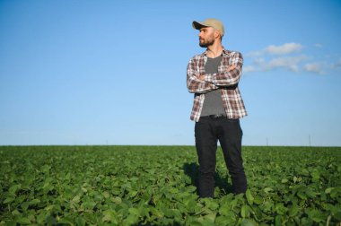 Büyüyen yeşil fasulye tarlasında tarım yapan çiftçi. Tarım endüstrisi