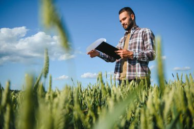 Yeşil buğday tarlasında dikilen genç çiftçi mahsulü inceliyor..