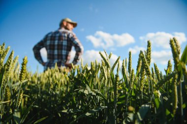 Yeşil buğday tarlasında yürüyen genç çiftçi mahsulü inceliyor..