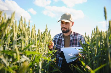 Aşağıdan bak. Oturup buğdayın kalitesini kontrol ediyorum. Yakışıklı genç adam tarım alanında..