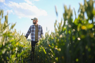 Gün batımında yeşil buğday tarlasında duran genç çiftçinin portresi.