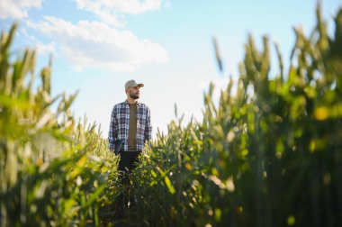 Tarım buğday tarlasında duran şapkalı mutlu çiftçi..